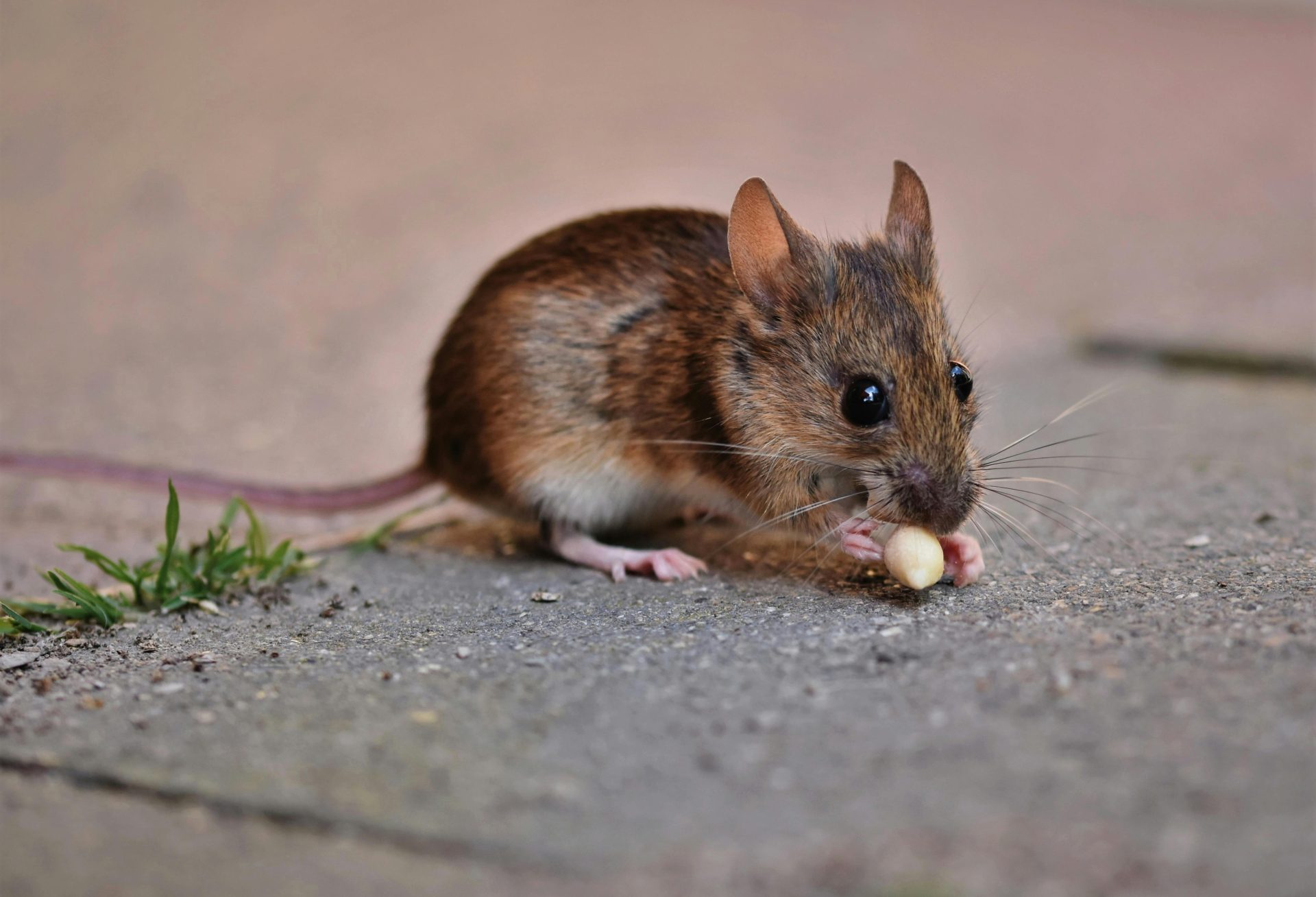Une adorable petite souris sur le trottoir, tenant une noix, révélant sa nature mignonne et sauvage.