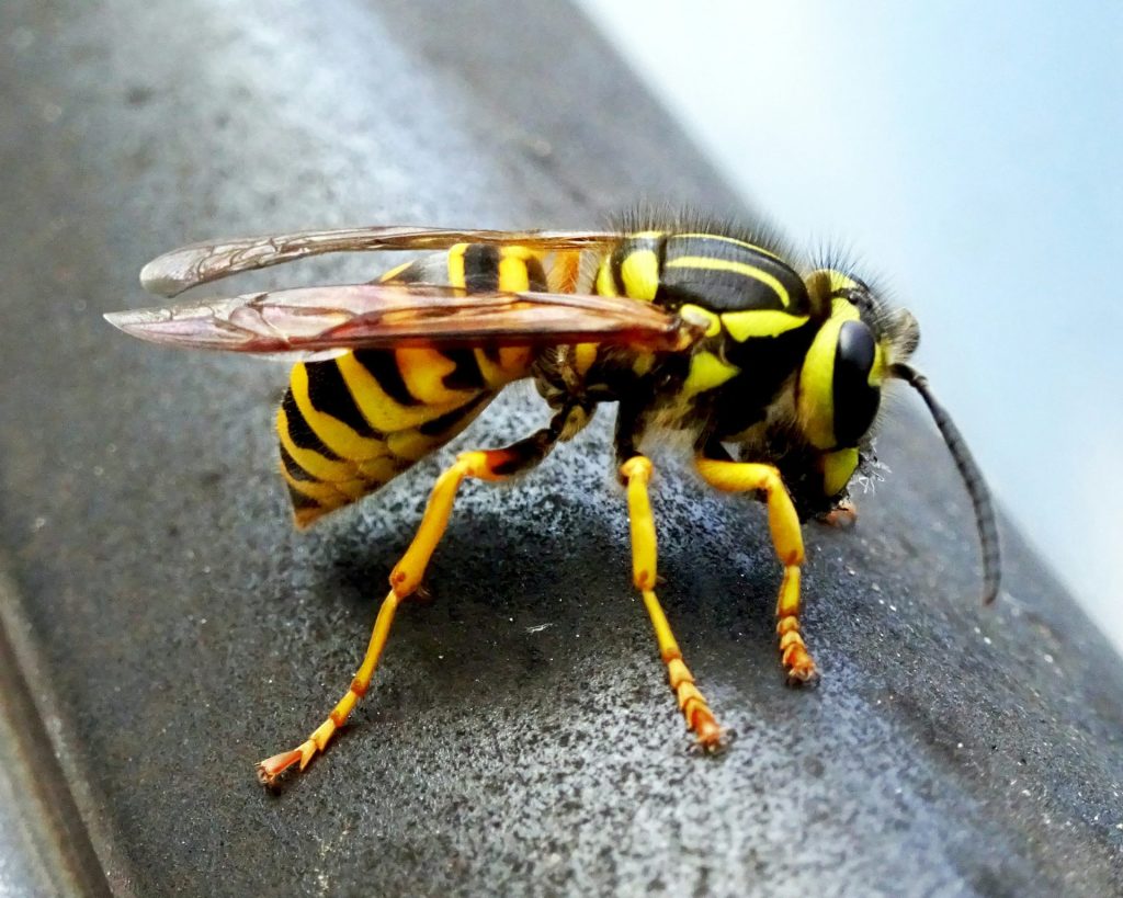 un gros plan d'une abeille