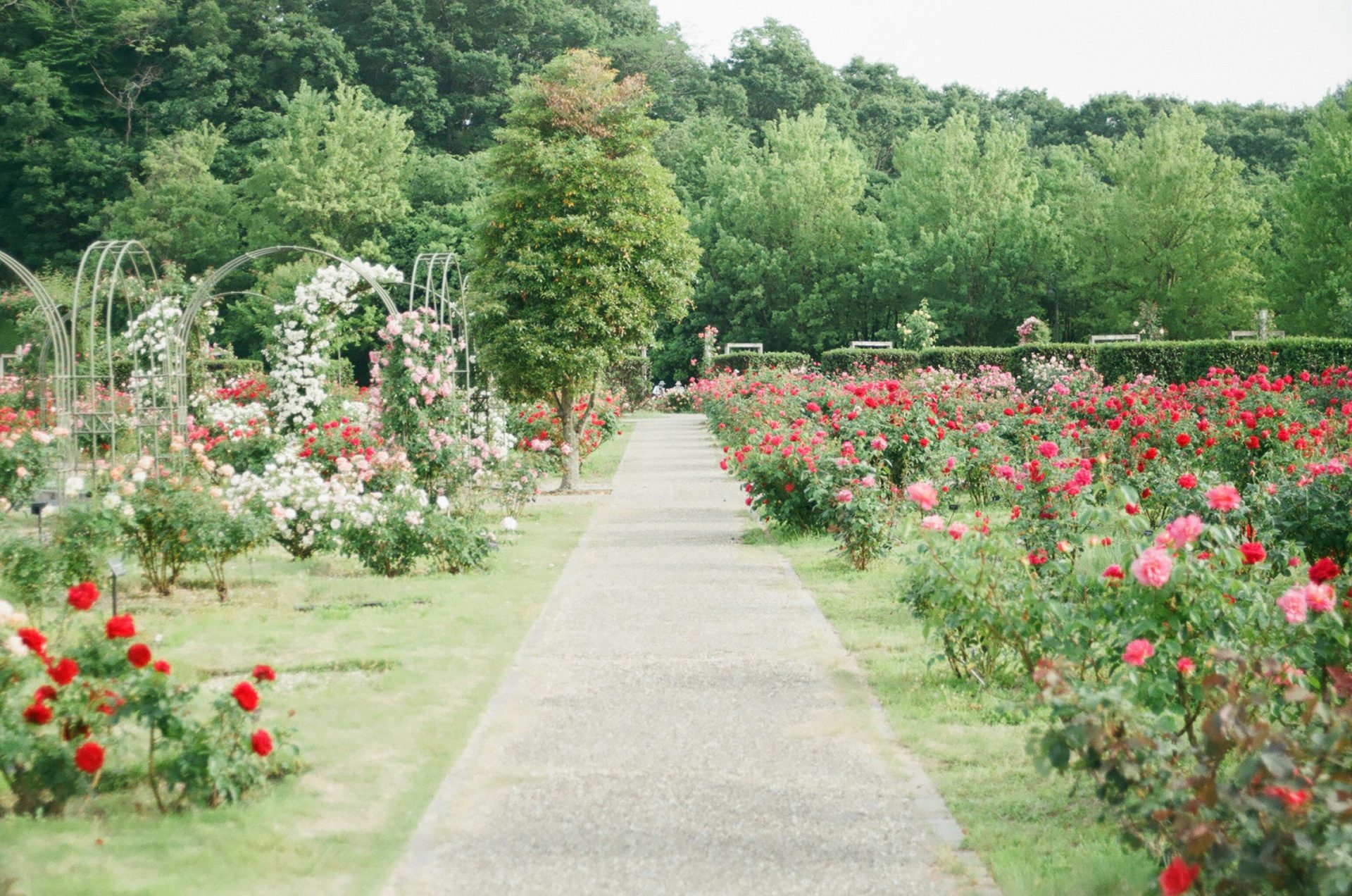 champ de roses roses et rouges