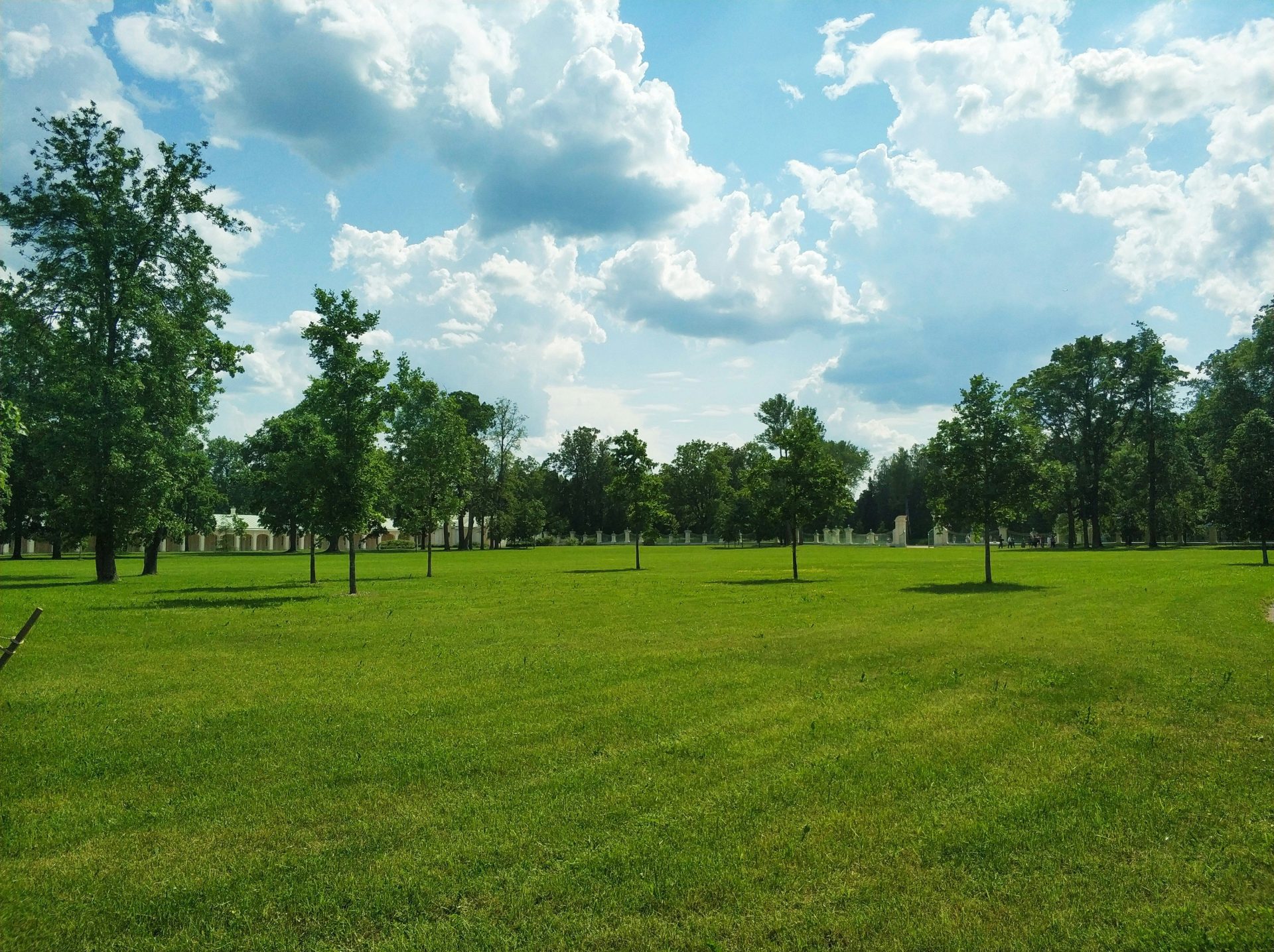 arbres verts sur un champ d'herbe verte