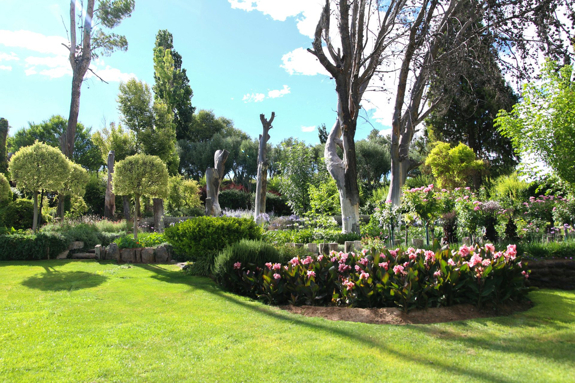 champ d'herbe verte avec des arbres et des fleurs