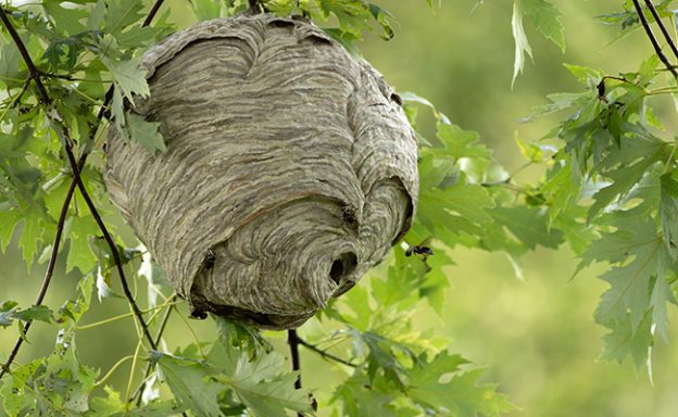 Destruction de nid de guêpe à Briouze